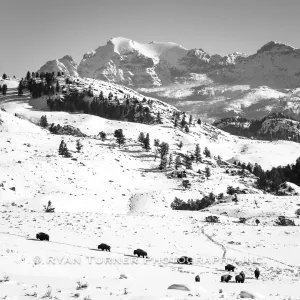 Marching On in Yellowstone's Majesty