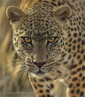 On the Prowl - Leopard