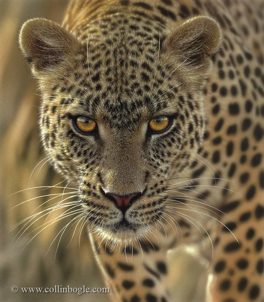 On the Prowl - Leopard